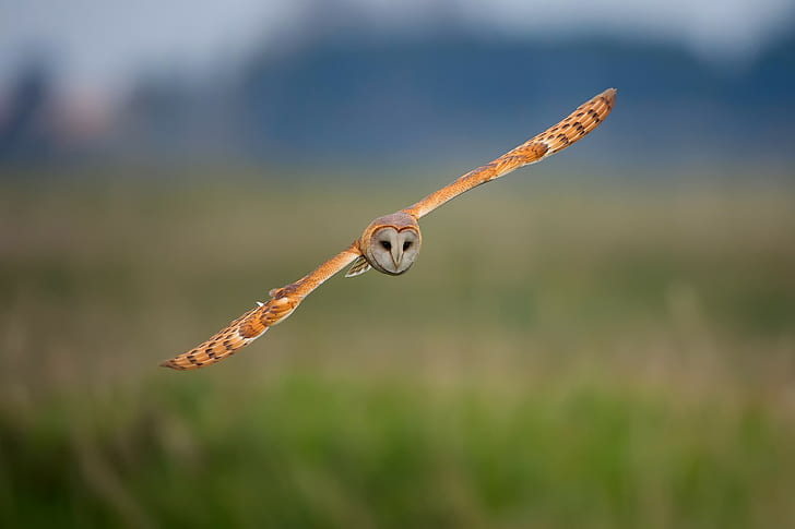 Bird owl in flight, Bird, owl, flight, background, HD wallpaper
