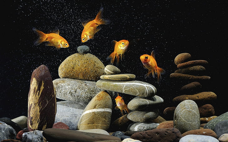 Vida de peixes de ouro, peixes de ouro, peixes de sorte, HD papel de parede