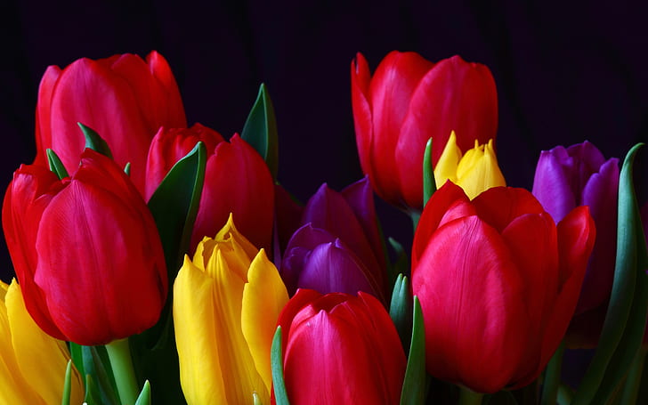 Tulipes colorées, Fond d'écran HD