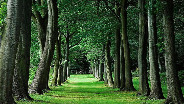 hijau, pohon, hutan, gang, hutan, gang pohon, jalan setapak, rumput, Wallpaper HD