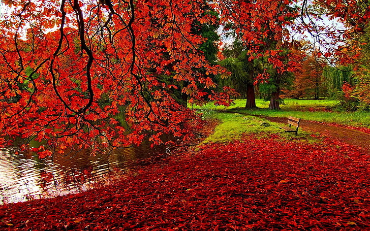 Park Autumn, autumn, nature, park, HD wallpaper