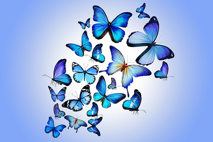 niebieskie motyle, motyl, kolorowy, niebieski, rysunek, sztuka, piękny, Tapety HD
