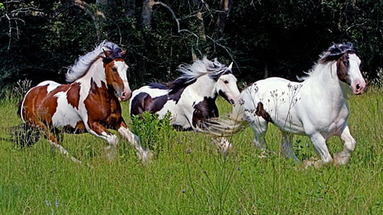 Mandria di cavalli, mandria, cavalli selvaggi, cavalli che corrono, pony, natura, fauna selvatica, animali, Sfondo HD HD wallpaper