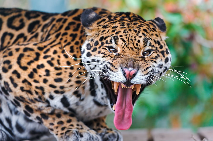 茶色と黒のヒョウ、ジャガー、顔、歯、捕食者、大きな猫、 HDデスクトップの壁紙