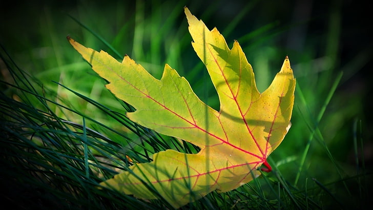 maple leaf-Fresh plant macro wallpaper, green and yellow leaf illustration, HD wallpaper