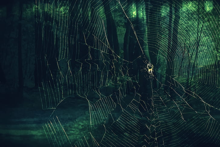 spider, spiderwebs, green, nature, trees, HD wallpaper