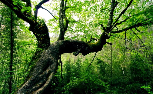 Piękne drzewo HD Tapety, zielone drzewo liściaste, przyroda, lasy, piękne, drzewo, Tapety HD HD wallpaper