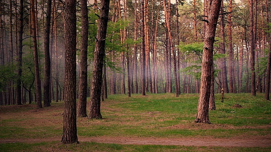 ฤดูร้อนเส้นทางเดินป่าธรรมชาติหมอกพื้นหลังเดสก์ท็อปฟรีต้นไม้พื้นหลังเดสก์ทอปป่าธรรมชาติฤดูร้อนเส้นทาง, วอลล์เปเปอร์ HD HD wallpaper