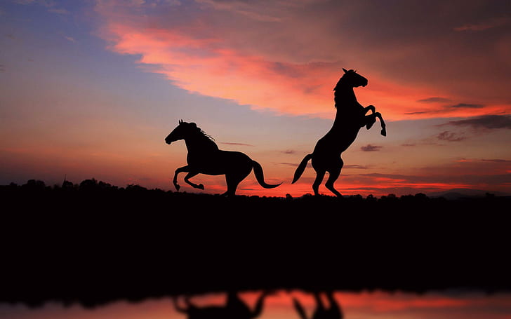 Конски силуети в залез слънце, изглед 2 коня, животни, 2560x1600, силует, залез, кон, HD тапет