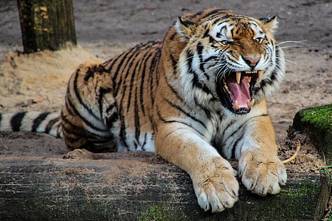 Tigre del Bengala, tigre, aggressività, denti, predatore, grande gatto, Sfondo HD HD wallpaper