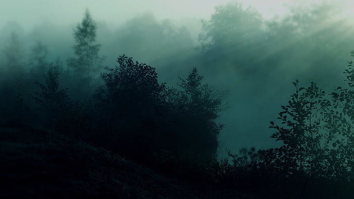 природа дървета тъмна гора мъгла слънчева светлина 1920x1080 Природа Гори HD Изкуство, природа, Дървета, HD тапет