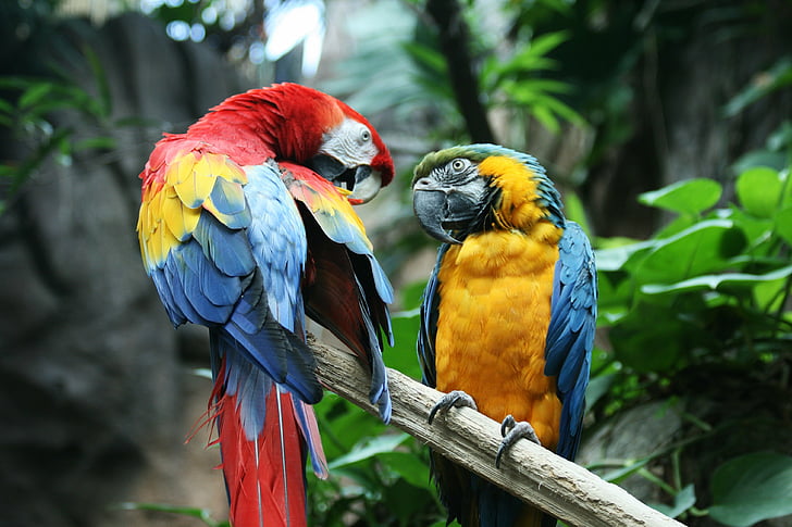 burung, macaw, bayan, tropis, Wallpaper HD