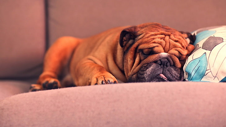anjing bulldog, anjing, hewan, hewan peliharaan, sofa, tidur, Wallpaper HD