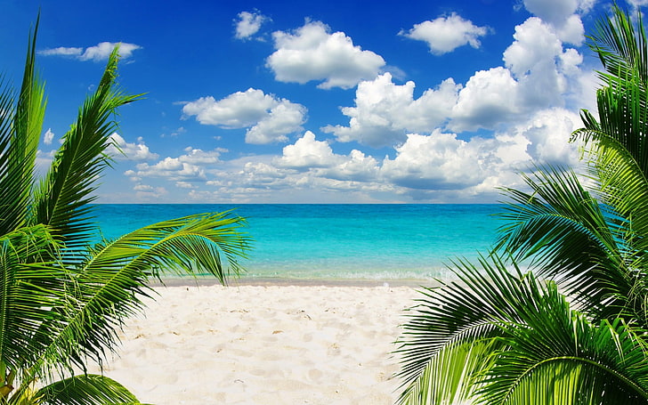 зелени палми, плаж, пясък, палми, тропически, небе, хоризонт, HD тапет
