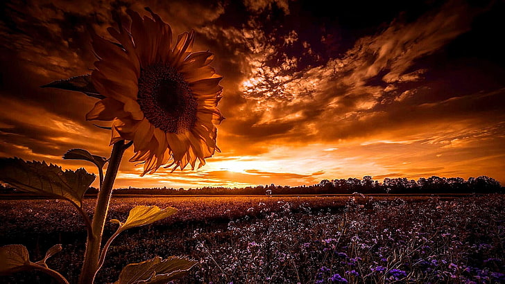 bunga matahari, matahari terbenam, bidang, lanskap, musim panas, bidang bunga, senja, Wallpaper HD