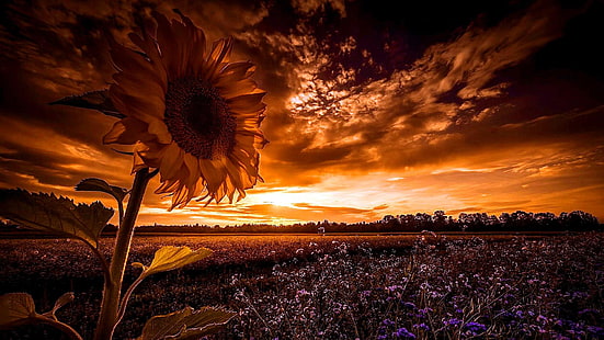 sunflower, sunset, field, landscape, summer, flower field, dusk, HD wallpaper HD wallpaper