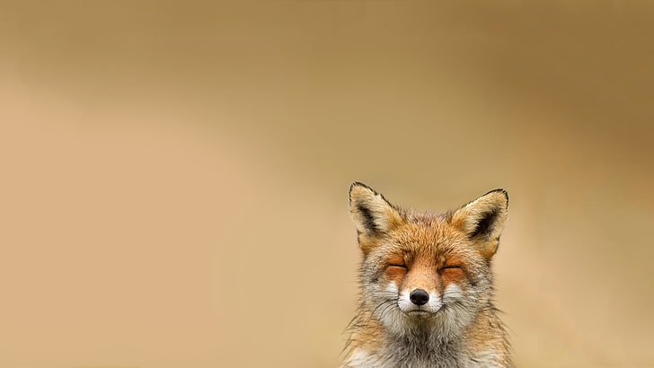 red fox, animals, fox, smiling, simple background, nature, HD wallpaper