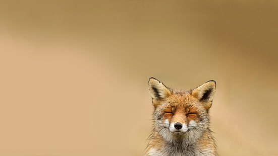 рыжая лиса, животные, лиса, улыбаясь, простой фон, природа, HD обои HD wallpaper