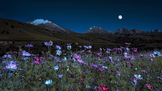 kwiat, sonata kosmosu, pasmo górskie, krajobraz, kwiat kosmosu, wiosna, łąka, flora, góra, niebo, roślina, pustynia, kwiaty, natura, dziki kwiat, garze, Chiny, Tybet, Syczuan, Xinlong, księżyc, pełnia księżyca, pole kwiatów, Tapety HD HD wallpaper