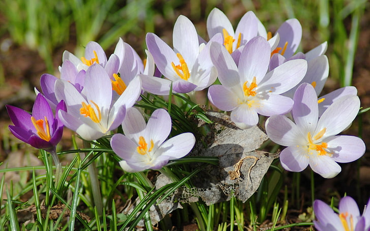 белые и пурпурные цветы с лепестками, крокусы, цветы, весна, трава, листья, HD обои