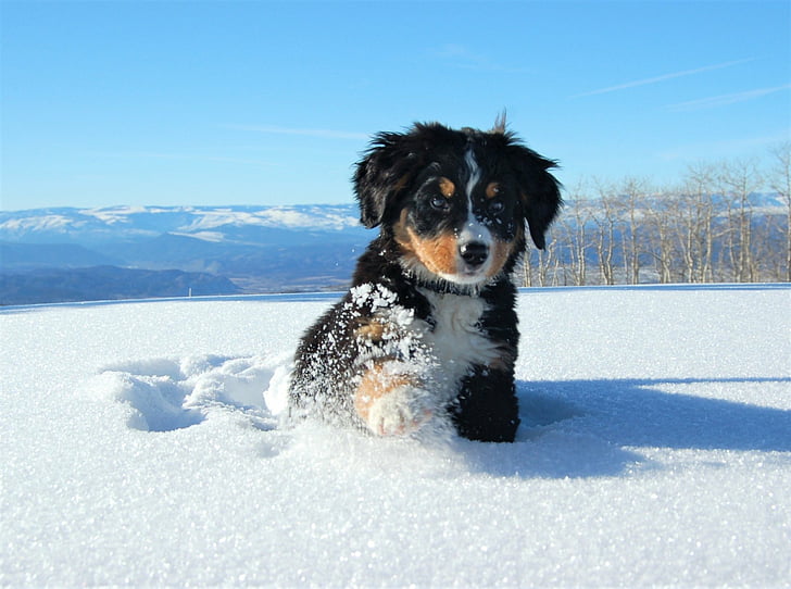 Psy, Berneński pies pasterski, Zwierzę, Baby Animal, Słodkie, Pies, Pet, Szczeniak, Śnieg, Zima, Tapety HD