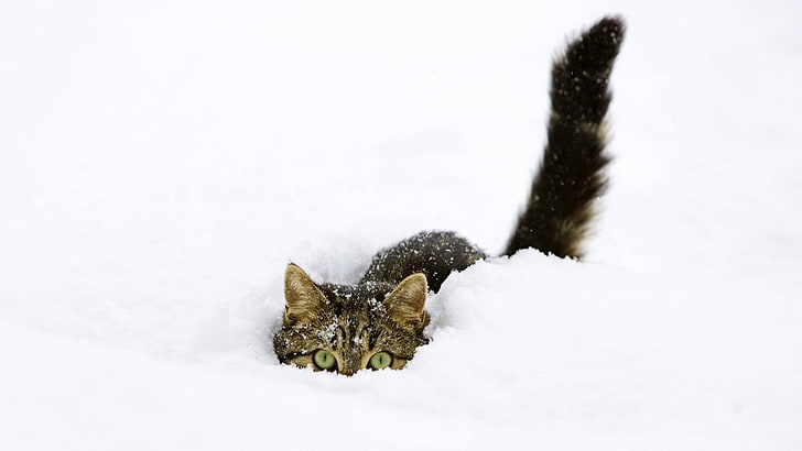 gato tigrado marrom, gato, neve, animais, animal de estimação, olhos verdes, branco, fundo branco, simples, HD papel de parede