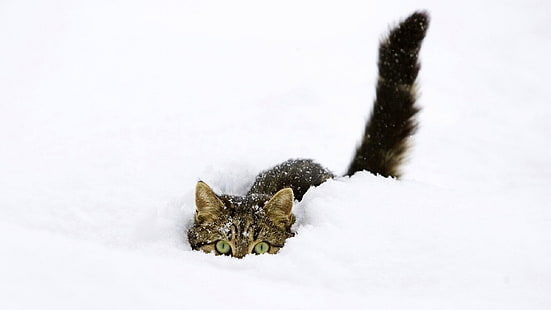 gato atigrado marrón, gato, nieve, animales, mascota, ojos verdes, blanco, fondo blanco, simple, Fondo de pantalla HD HD wallpaper