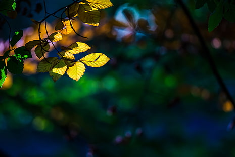 листья, макро, деревья, жёлтый, фон, дерево, широкоформатные, обои, размытие, красиво, лист, боке, полноэкранные, HD обои, полноэкранные, HD обои HD wallpaper