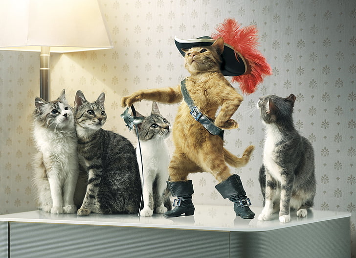 5つの分類された色の猫 猫 帽子 剣 ブーツの小娘 Hdデスクトップの壁紙 Wallpaperbetter