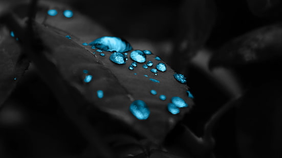 papel de parede de orvalho da água azul, fotografia de foco raso de pedra preciosa azul, gotas de água, folhas, coloração seletiva, macro, azul, HD papel de parede HD wallpaper