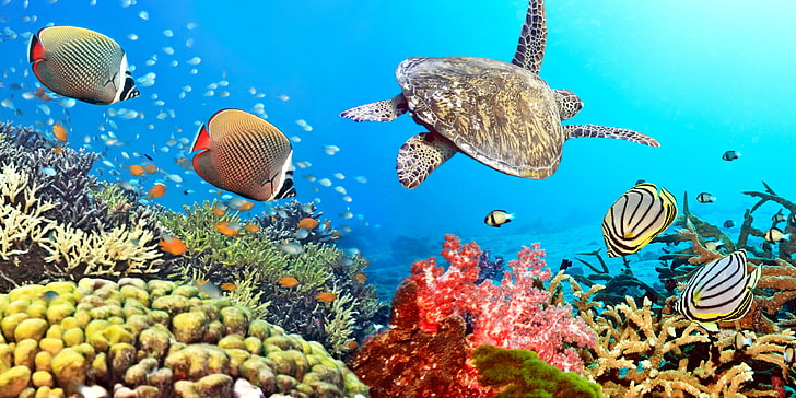 Ilustración de criaturas marinas, peces, el océano, tortuga, mundo submarino, submarino, océano, peces, tropical, arrecife, coral, arrecife de coral, Fondo de pantalla HD