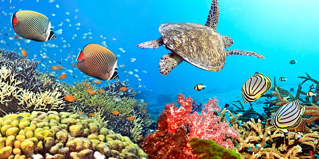 sea creatures illustration, fish, the ocean, turtle, underwater world, underwater, ocean, fishes, tropical, reef, coral, coral reef, HD wallpaper HD wallpaper