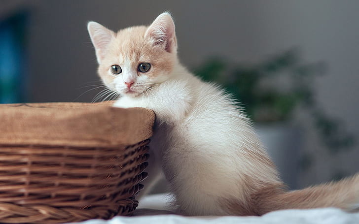 Cute kitten with basket, Cute, Kitten, Basket, HD wallpaper