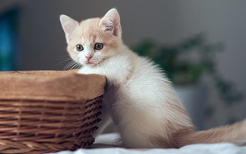 Cute kitten with basket, Cute, Kitten, Basket, HD wallpaper HD wallpaper