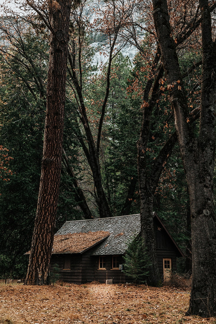 منزل خشبي بني ، منزل ، غابة ، عزلة ، غابة ، خريف ، أشجار، خلفية HD، خلفية الهاتف