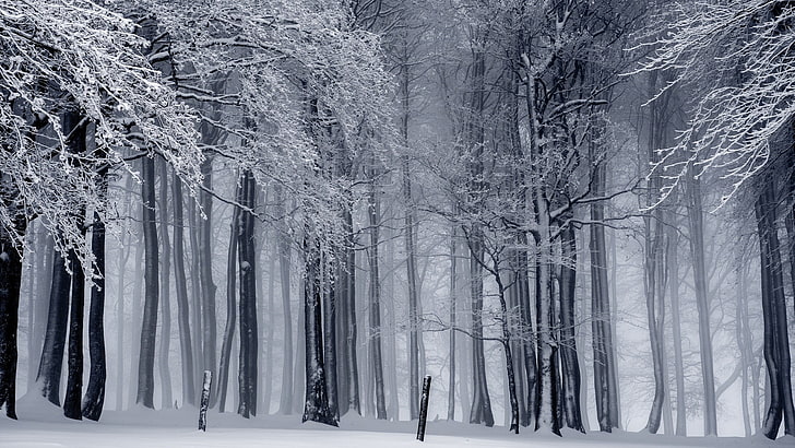 alberi di legno grigi, natura, paesaggio, alberi, foresta, inverno, neve, monocromo, nebbia, ramo, Sfondo HD