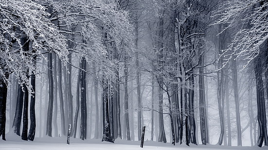 сиви дървени дървета, природа, пейзаж, дървета, гора, зима, сняг, монохромен, мъгла, клон, HD тапет HD wallpaper