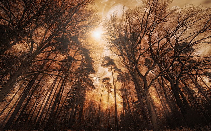 природа, пейзаж, лес, туман, солнечный свет, деревья, огонь, HD обои