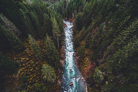 foto vista aerea del corpo idrico e forestale, natura, foresta, acqua, veduta aerea, fiume, Sfondo HD HD wallpaper