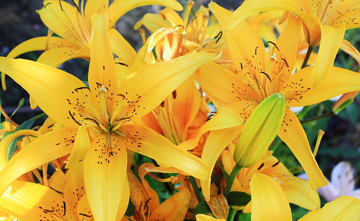 Gelbe Lilien, gelbe lila Blumen, Natur, Blumen, Gelb, Lilien, HD-Hintergrundbild