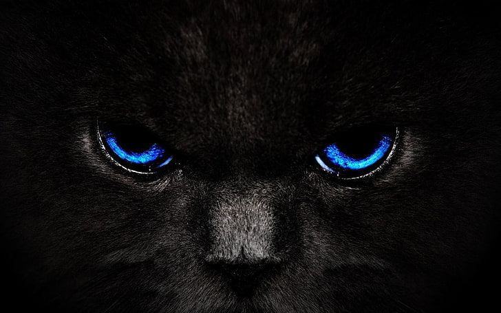 gato preto, olhos azuis, close-up, animal, HD papel de parede