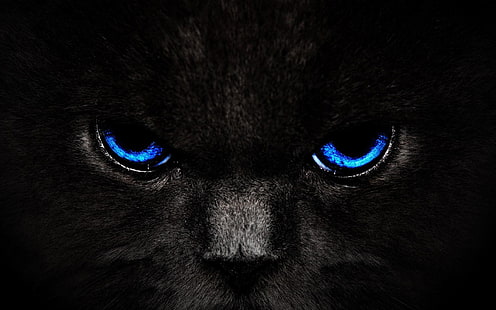 черная кошка, голубые глаза, крупный план, животное, HD обои HD wallpaper