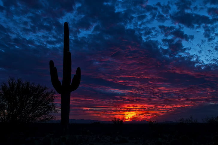 tucson, arizona, kaktus, natt, himmel, kaktus växt under solnedgången vview, tucson, arizona, kaktus, natt, HD tapet