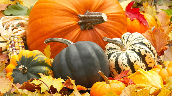 dynia, dynia, warzywo, pomarańczowy, halloween, jesień, produkować, jesień, jedzenie, październik, dynie, święto dziękczynienia, żniwa, wakacje, sezonowe, roślina, tykwa, sezon, dekoracja, żółty, owoc, łodyga, gospodarstwo, dojrzałe, aromat, liść, rolnictwo, Tapety HD HD wallpaper