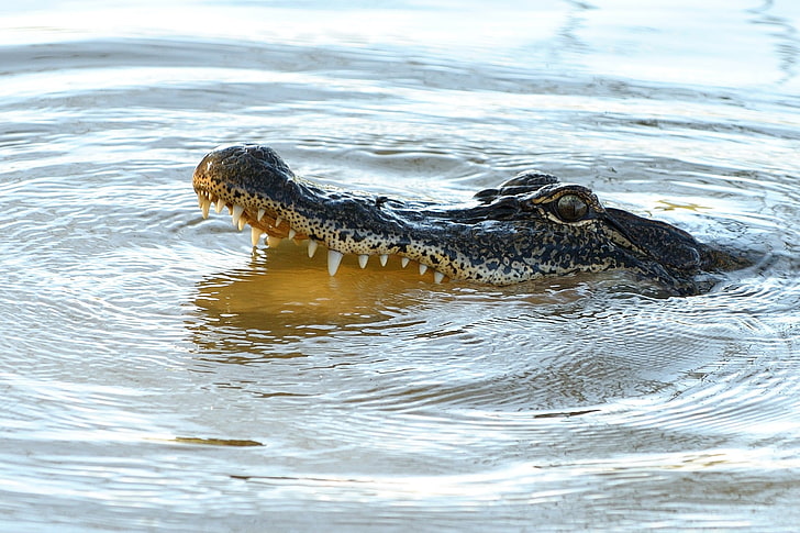 Reptilien, Alligatoren, Tiere, HD-Hintergrundbild