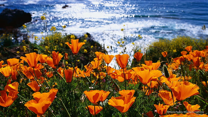 California Poppies, Near Big Sur, California, İlkbahar / Yaz, HD masaüstü duvar kağıdı