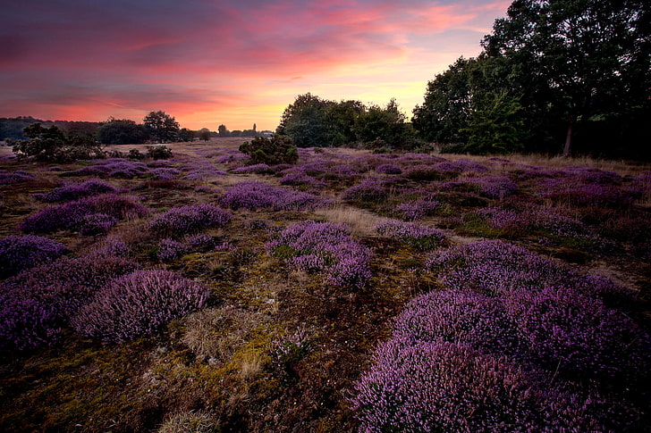 campo de flores de pétalos de color púrpura, árboles, puesta de sol, flores, naturaleza, Inglaterra, brezo, lila, brezo, Fondo de pantalla HD