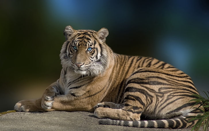 harimau coklat, harimau, kucing besar, berbohong, anggun, cantik, predator, Wallpaper HD