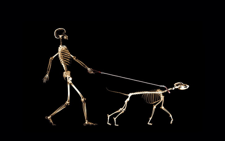 skeleton person walking skeleton dog, people, dog, leash, x-ray, HD wallpaper
