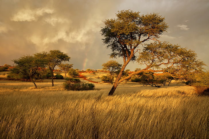 Намибия, Африка, савана, кафяви дървета, Намибия, Африка, савана, трева, дървета, HD тапет